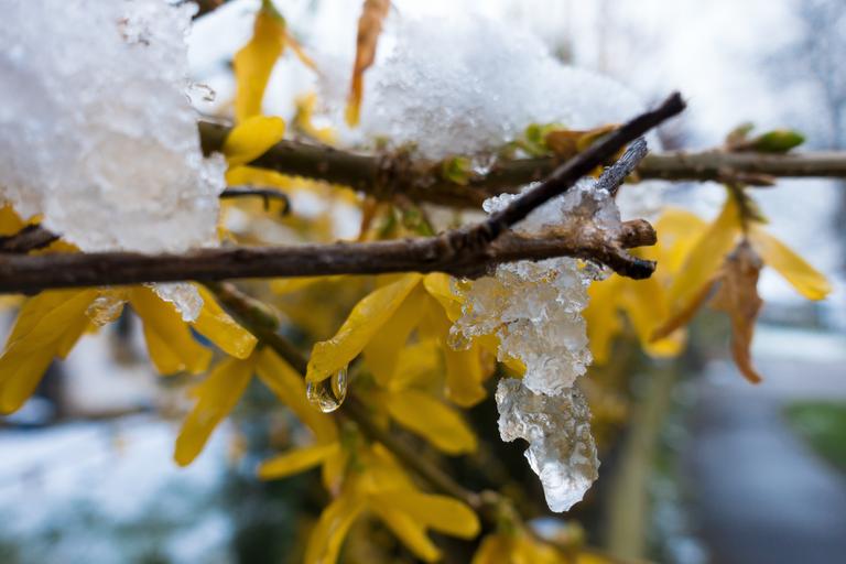 foto dunha pola dunha árbore con follas amarelas onde o xeo se derrete